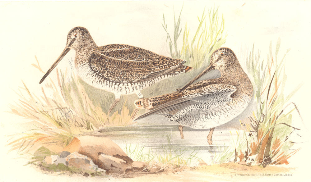 INDIAN GAME BIRDS. Eastern Solitary Snipe (Gallinago Solitaria). FINN 1915